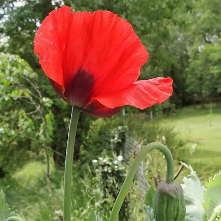 Сasa de vacaciones Charmante Maison En Pierre Avec Jardin Et Cheminée, Animaux Acceptés - Fr-1-616-174 *